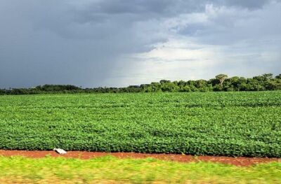 Imagem da notícia Prazo para cadastro de áreas de plantio de soja encerra dia 31 de janeiro em MS